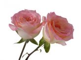 Rosas cor de rosa